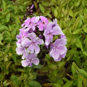 Phlox paniculata 'Franz Schubert' ---